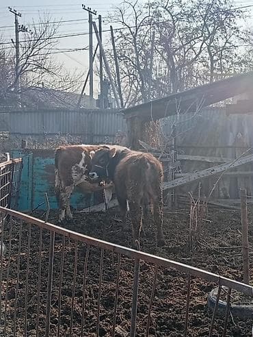 бенгальская кошка сколько стоит: Продаю | Бык (самец) | На откорм | Привязанные — 10