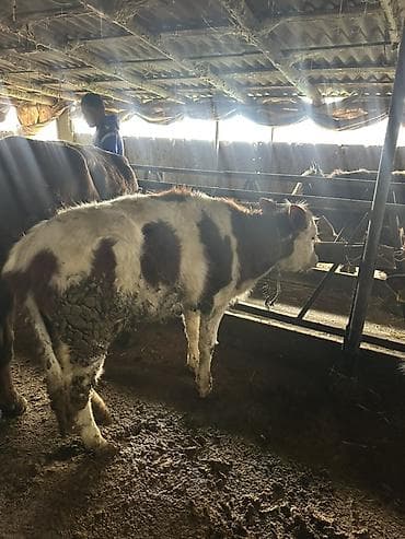 Айыл-чарба жаныбарлары: Сатам | Кунаажын | Аргын | Бордоп семиртүү үчүн | Байланган — 3