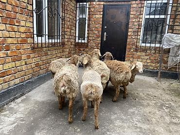 german shepherd: Продаю | Ягненок | На забой — 1