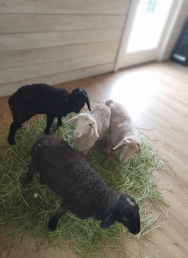 Продаю | Ягненок | Для разведения
