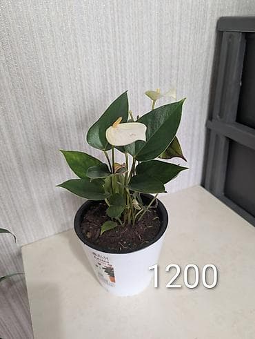 Комнатные розы: Комнатные растения в горшках - Антуриумы (красные и белые соцветия) — 8