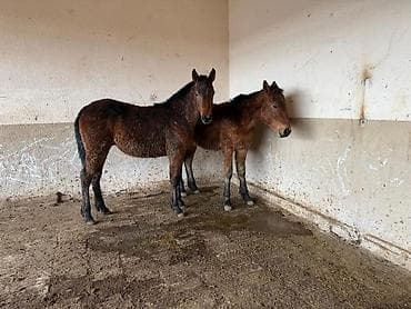 Ветеринар кызматы: Жорго тайлар. Каны жакшы бою орточо байлаганга жана остургонго жакшы — 2