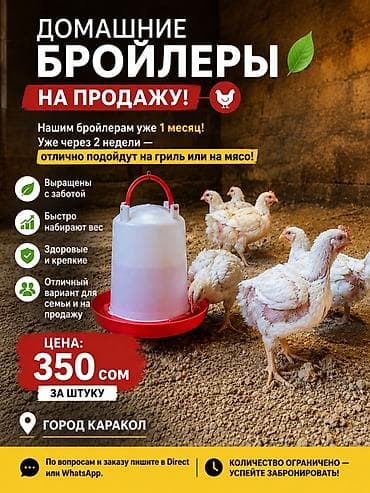 наполнитель тофу: Продаю | Куры | Бройлерная | На забой — 1