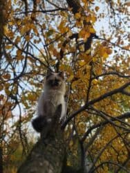 купить чистокровную немецкую овчарку: 3 месяца, Девочка, Приучена к лотку — 4