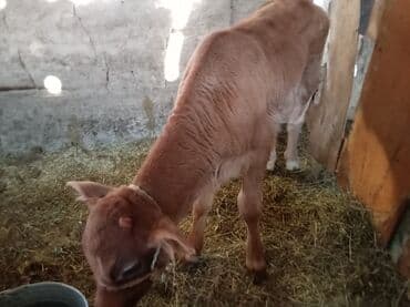 охотничая собака: Продаю | Музоо, торпок | Швицкая | Для разведения — 2