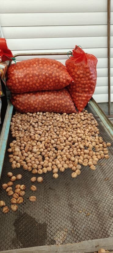 малина поля: Домашние грецкие орехи этого года. Крупные - (на фото для сравнения — 2