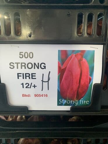 тюльпан оптом бишкек: Принимаем заказы на луковицу тюльпана, гиацинта, крокуса — 5