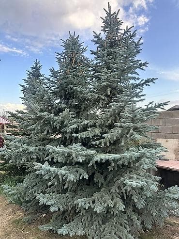 сухоцветы бишкек: Ель голубая (Picea pungens, «Blue Spruce») для озеленения участка. - — 2