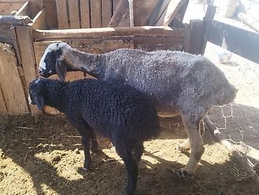 ежик живой: Продаю | Овца (самка) | Для разведения | Матка — 2
