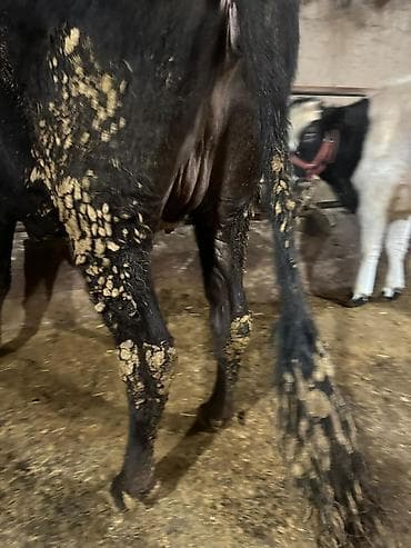 Аквариумдар: Сатам | Уй (ургаачы), Кунаажын | Аргын | Көбөйтүү үчүн, Сүт алуу үчүн — 6