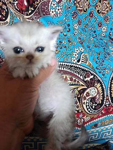 манчкин коты: Шотландский котёнок с крупными выразительными глазами и короткой — 1