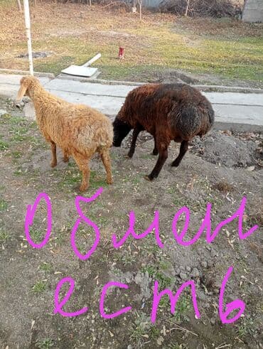 кролики фландр крол крольчата бабочка: Продаю | Овца (самка) | Для разведения — 1