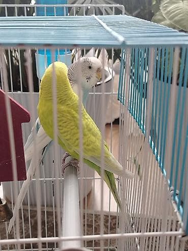 куры цыплята: Волнистые попугаи с клеткой и аксессуарами - Пара волнистых попугаев — 1