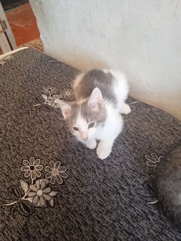 ит мышык: Мышык бекер берилет: Породасыз, 2 айлык, Эркек, Лотокко барууга үйрөтүлгөн — 4