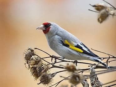 Щегол кардинальчик (простух) — певчие птицы с ярким оперением: -