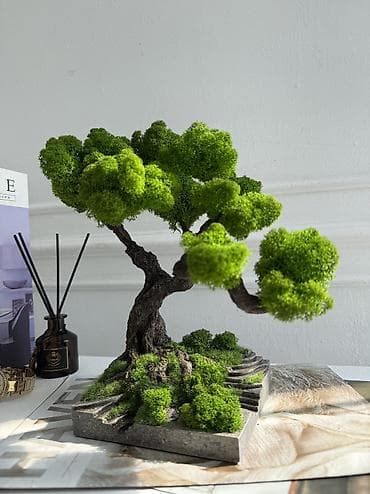 обмен на комнатные цветы: Мини-дерево Бонсай из живого стабилизированного мха 🌿 ✅Цены указаны — 1