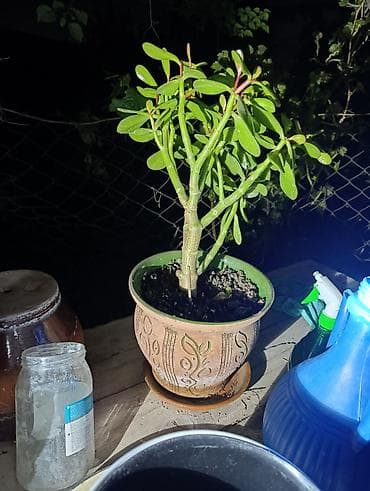 саженцы денежное дерево: Толстянка — ваше живое денежное дерево! Прикоснитесь к природе и — 6