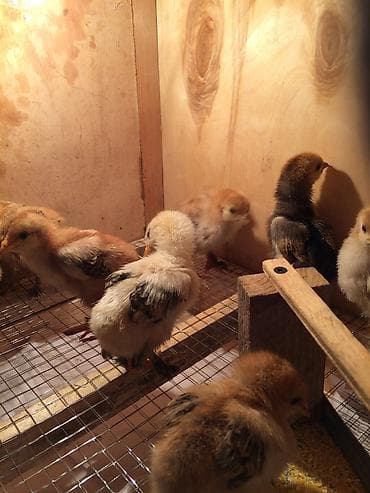 куры минорка: Брудер для цыплят. жожого бодоного коенго хомяка Брудер Размеры — 4