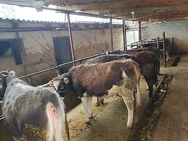 усыпление животных бишкек: Продаю | Тёлка | На забой, Для разведения | Привязанные — 2