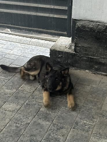 ротвейлеры щенки: Немецкая овчарка, полукровка 3 месяца - Окрас: чепрачный, насыщённые — 3