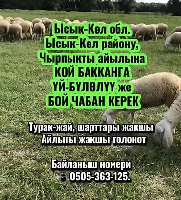 Требуется Пастух, Оплата: Сдельная, Обучение