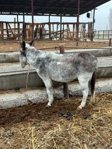 охот собака: Осёл (серо-пёстрый, короткошёрстный) - Вид: домашний осёл - Окрас — 1