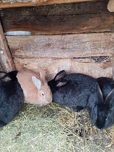 ящик сатылат: Сатам | Эркек коен | Көбөйтүү үчүн | Асыл тукумдуу — 2