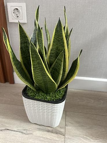 Сансевиерия (Sansevieria trifasciata, «щучий хвост») в декоративном — 1