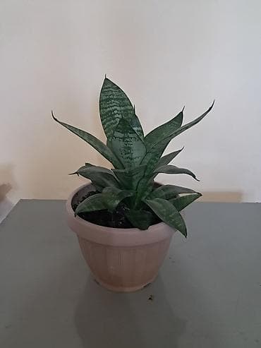 Сансевирия 300,эухарис 300,монстера 150,традесканция 150 — 2