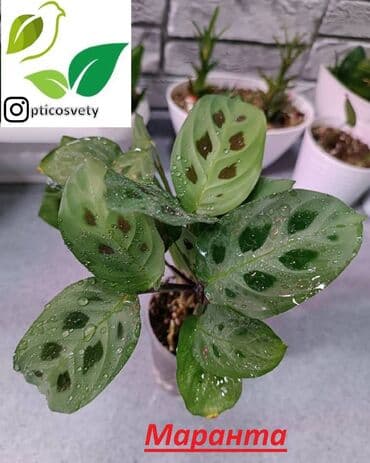 цветы оптом для бизнеса бишкек: Продаю комнатные цветы в ассортименте: Дримиопсис. Маранта Мостера — 5