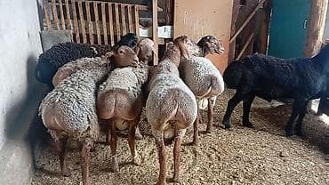 туретский кангал: Продаю | Баран (самец) | Для разведения | Племенные — 2