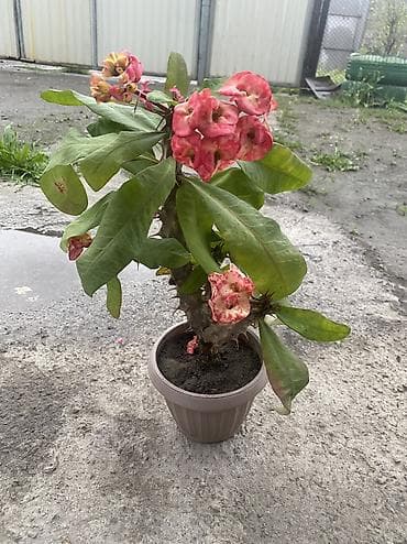 себет нан: Комнатные цветы в горшках — любые по 300 сом. В наличии: - Пеларгонии — 4