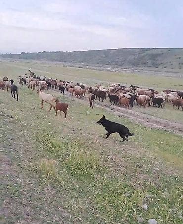 кошка с разными глазами: Пастушья собака (черная, короткошерстная) Описание: - Рабочая — 6