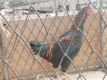 радиоузел джалал абад квартиры: Продаю дакана — 3