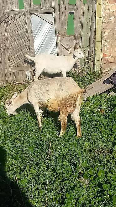 продаю тёлка: Продаю | Коза (самка) | Полукровка | Для молока | Племенные — 2