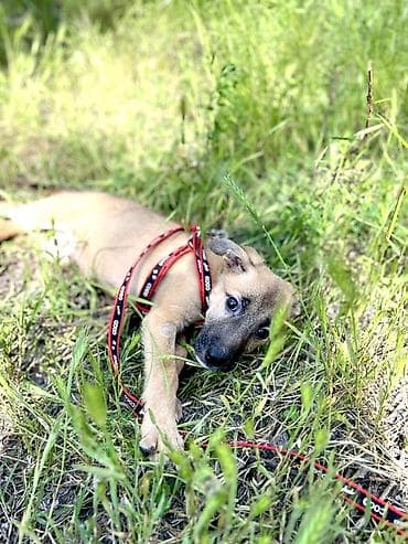 отдам даром шпица в хорошую семью: Ищем дом для маленькой Бусинки 🐾🏡 Группа «Зоозащита Бишкек» ищет — 2