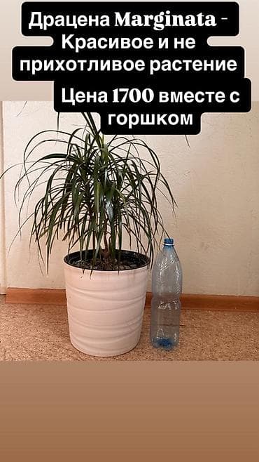 Драцена Marginata в горшке. - Эффектное комнатное растение с узкими — 1