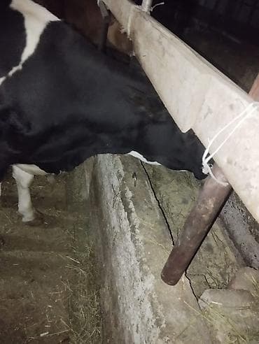 сухое молоко для животных: Продаю | Корова (самка) | Для молока | Привязанные — 4