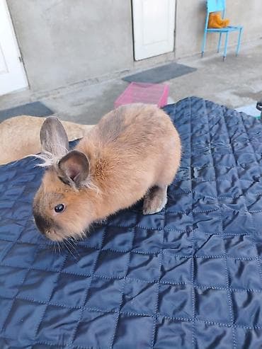 тайган собака цена бишкек: ️❗️❗️❗️СРОЧНО ПРОДАЮТСЯ ❗️❗️❗️❗️ Продаю Кролики карликовые из-за того — 4