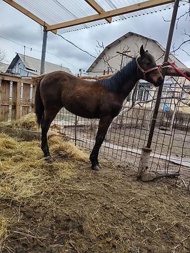 козел для случки: Продаю | Жеребенок | Для разведения — 6