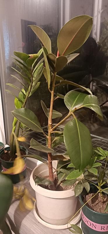 аквариум балыктары: Фикус эластика (каучуконосный), в горшках. - Крупные овальные листья — 2