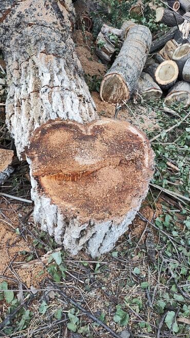 дом под ключ бишкек цена: Бак кыябыз бардык турлорун абреска кылабыз отун кылып даярдайбыз? — 1