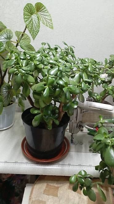мята в горшке: Комнатные растения в горшках - Толстянка (денежное дерево) — — 2