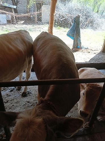 продаю уй: Продаю | Тёлка | Полукровка | На откорм | Племенные — 6