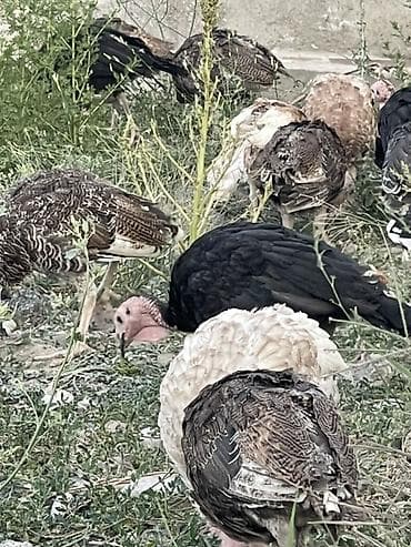 Үй жаныбарлары: Сатам | Балапан күрп | Көбөйтүү үчүн — 2
