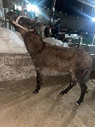 животные на продажу: Продам ишак обмен или на ишак — 3