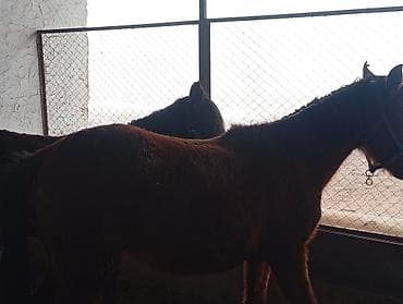 Аквариумдар: Сатам | Тай — 2