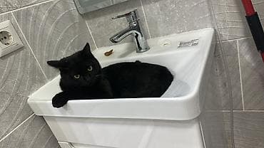 Вязка кошек: 7 месяцев, Мальчик, Приучена к лотку, С прививками — 1