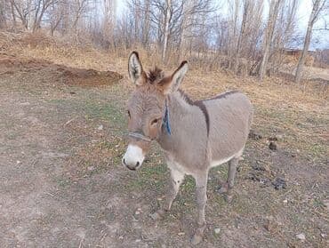 купить собаку доберман в бишкеке: Осёл серо-дымчатой масти с белой мордой и животом. Компактный — 3