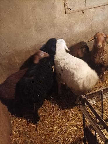 уй сатып алам бишкек: Сатам | Козу | Көбөйтүү үчүн — 6